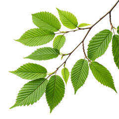 Green leaves and branch isolated on transparent background  
