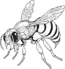 Grayscale vector image of an adult bee on a white background, suitable for insect illustrations.