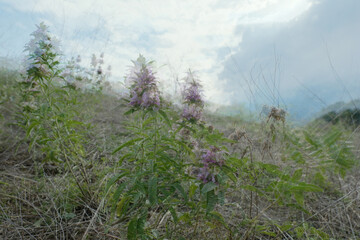 Artistic multiple exposure image of purple lemon beebalm in Texas landscape.