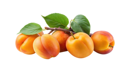 Cluster of ripe apricots with green leaves and brown stem isolated