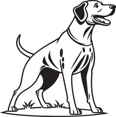 black and white dog
