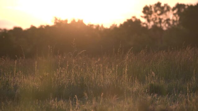 Grasses in a meadow at sunrise with bird songs. Sologne, Loiret 45, r&eacute;gion Centre Val de Loire, France, European Union, Europe