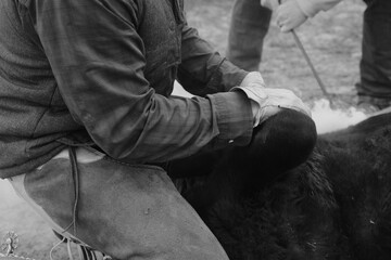 Working cattle ranch branding with cowboy and calf closeup for works.