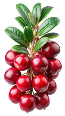 Beautiful still life of ripe lingonberries on a branch against white background