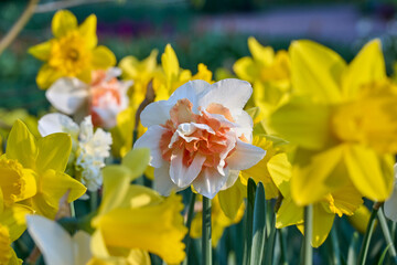 white daffodil with orange heart in a mixed field of yellow flowers © H.A.Colijn