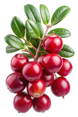 Fresh and Vibrant Cranberries on a Branch with Green Leaves Isolated