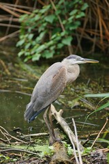 The great blue heron (Ardea herodias) is a large wading bird in the heron family Ardeidae.
