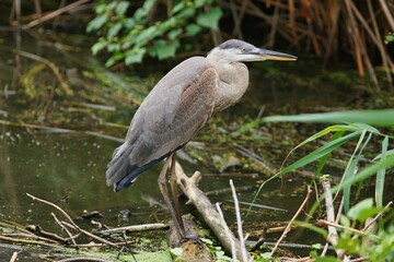 The great blue heron (Ardea herodias) is a large wading bird in the heron family Ardeidae.