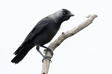 adult western jackdaw (coloeus monedula) perching on a branch, found in Hortobagy National Par in...
