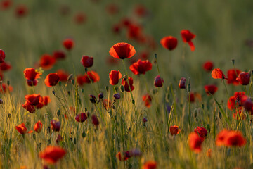 A field full of red poppy, common poppy or flanders poppy (Papaver rhoeas) found in Kiskunsagi National Park in Hungary