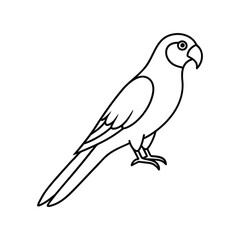 Obraz premium A lorikeet bird line art vector illustration.