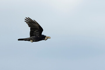 Adult western rook (Corvus frugilegus) in flight with its goiter filled with mulberries