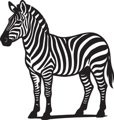 Obraz premium A striking black and white striped zebra stands isolated on a white background, captured in a detailed vector illustration