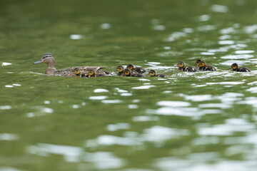 adult female Mallard (Anas platyrhynchos) swimming together with ten of its ducklings on a calm...