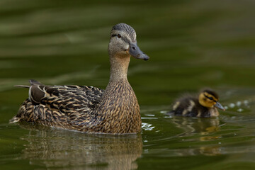 adult female Mallard (Anas platyrhynchos) and one tiny duckling swimming on a calm pond in Hungary, Feh&eacute;r