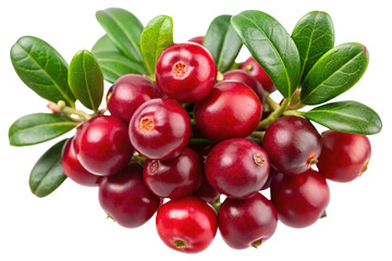 Closeup of fresh and vibrant cranberries with lush green leaves on white