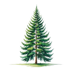 A detailed watercolor illustration of a tall evergreen pine tree