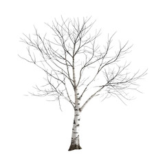 A solitary birch tree with bare branches coated in frost against a black background