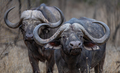 African buffalo in the wild.