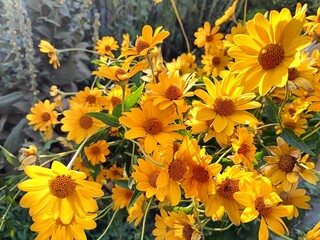abundant and bright flowering of heliopsis in the garden