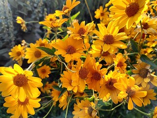 abundant and bright flowering of heliopsis in the garden