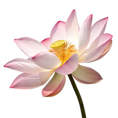 Fototapeta premium Lotus bloom isolated on transparent background 