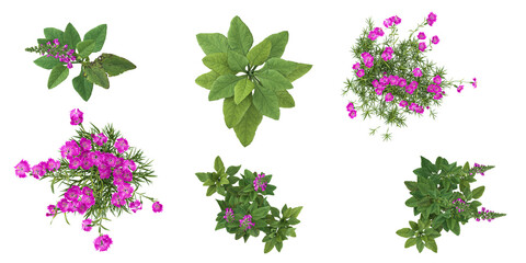 3d illustration of Dianthus,Digitalis plants on transparent background from top view © Saifstock