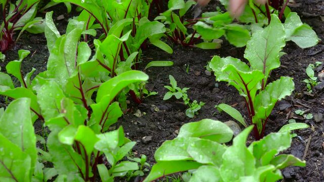 Man removes weeds by hand between rows of young beetroot plants in garden soil. Useful for themes of gardening, sustainability, organic farming, and manual labor