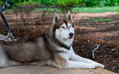 siberian husky dog