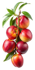 Beautiful and fresh bunch of ripe nectarines on a branch, isolated