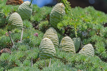 spruce branch with cones on a green background