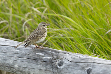 Wiesenpieper auf Zaun