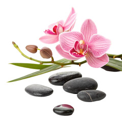 Pink orchid with spa stones isolated on transparent background  
