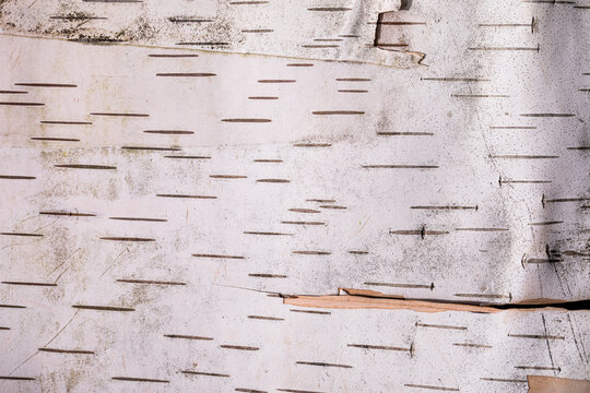 White birch bark