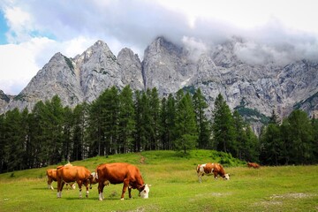 Cute cows of Julian Alps in Triglav National park, Slovenia