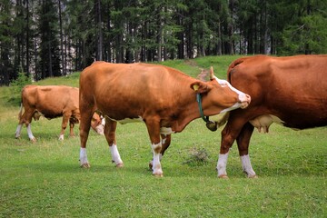 Obraz premium Cute cows of Julian Alps in Triglav National park, Slovenia
