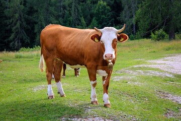 Cute cows of Julian Alps in Triglav National park, Slovenia