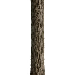 Fototapeta premium Oak Tree Trunk Bark Texture Isolated on White Background