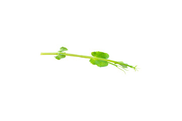 Fresh green pea pods with green peas isolated on white background. Sweet green peas. Green pea...
