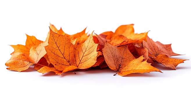 Pile of vibrant orange autumn maple leaves on a white background fall