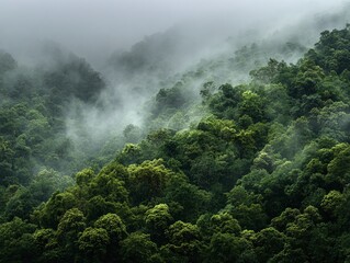 Green Forest Mountain Landscape with Mystical Fog Clouds - Nature Background