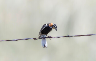 Chestnut-collared Longspur (Calcarius ornatus) perched on barbed wire in a grassland setting