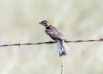 Chestnut-collared Longspur (Calcarius ornatus) perched on barbed wire in a grassy field