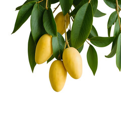 Ripe yellow fruits hanging from a branch with green leaves