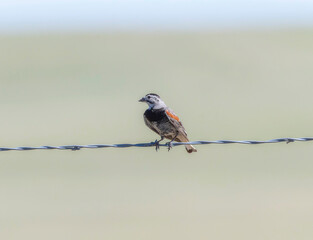 Thick-billed Longspur (Rhynchophanes mccownii) perched on barbed wire in open landscape