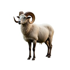 Fototapeta premium Male sheep ram full body portrait on white background, Eid al-Adha sacrifice animal, livestock, strong horns