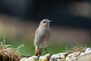 Black redstart - Phoenicurus ochruros on stones at a bird watering hole. Czech Republic.