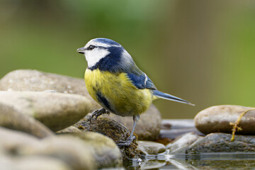  Blue tit on stones by the water. Czech Republic.