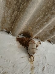 swallow nest