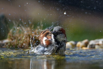 House sparrow, male bathing. Splashing water. Czech Republic.